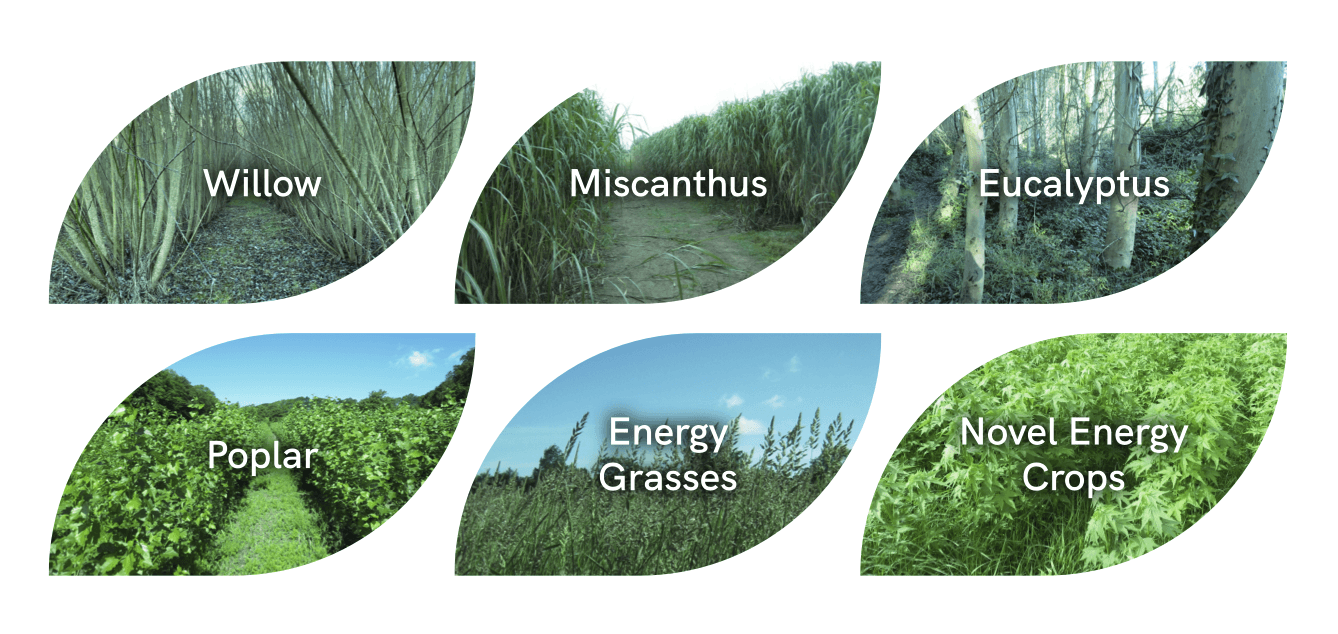 crop leaves