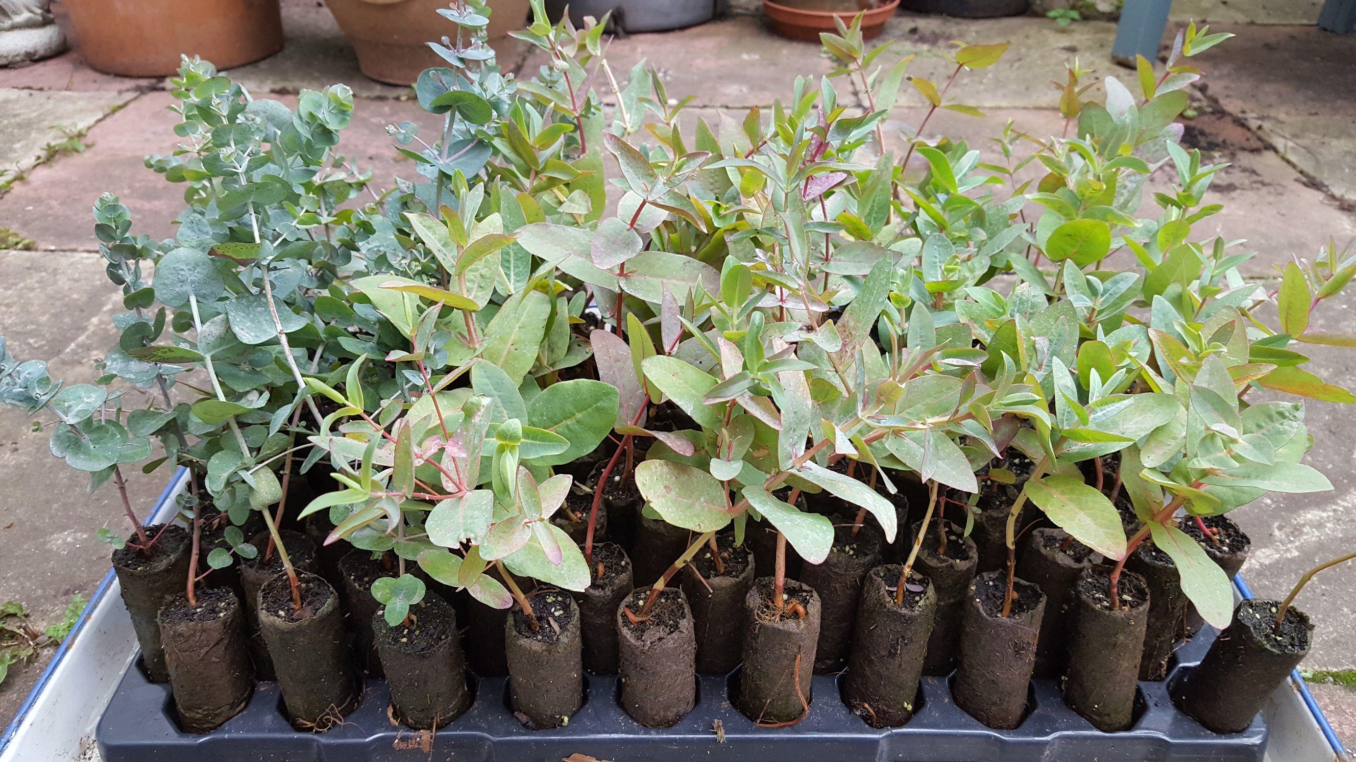 Eucalyptus plug plants