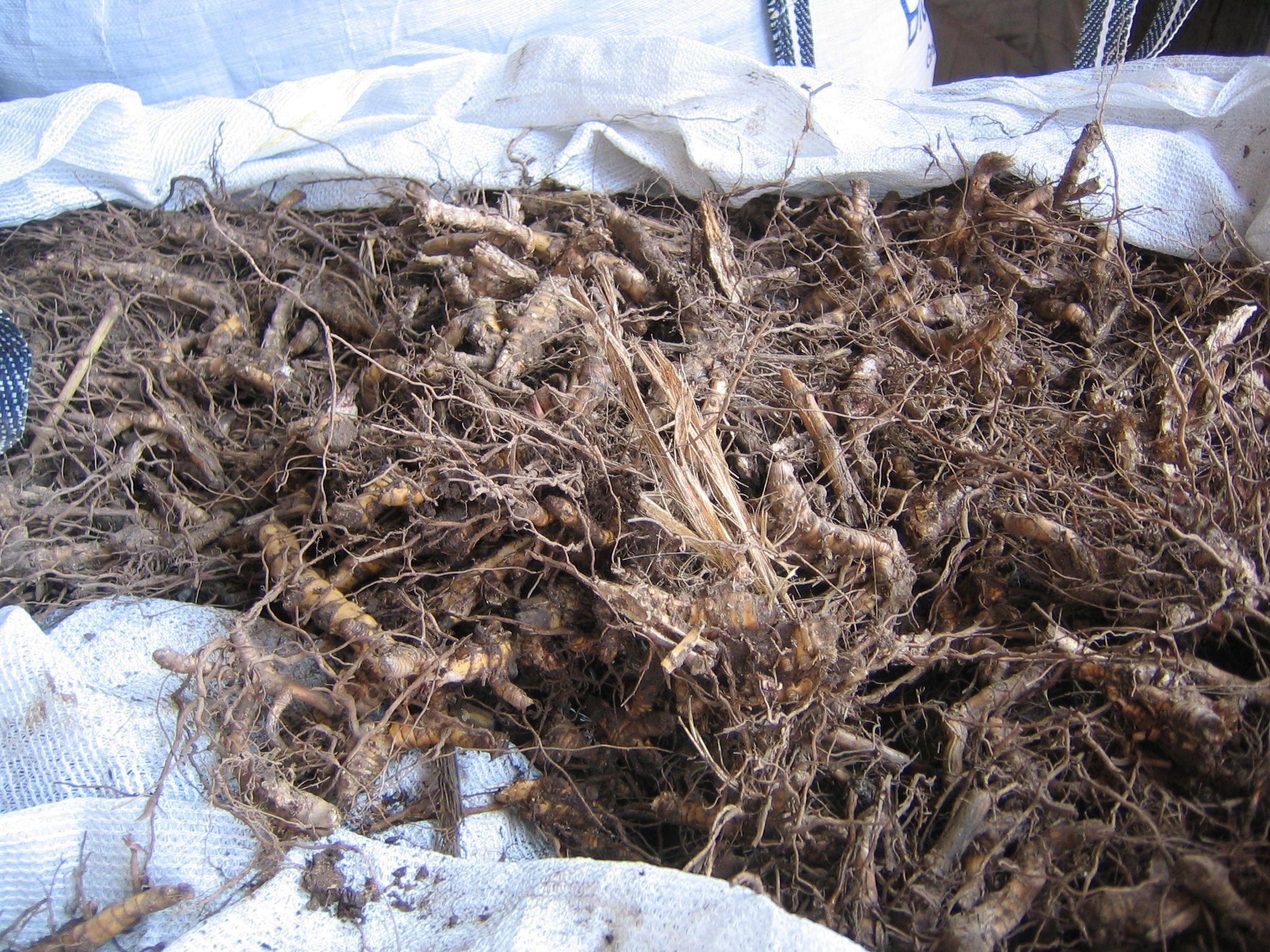 Biomass crop planting supplies