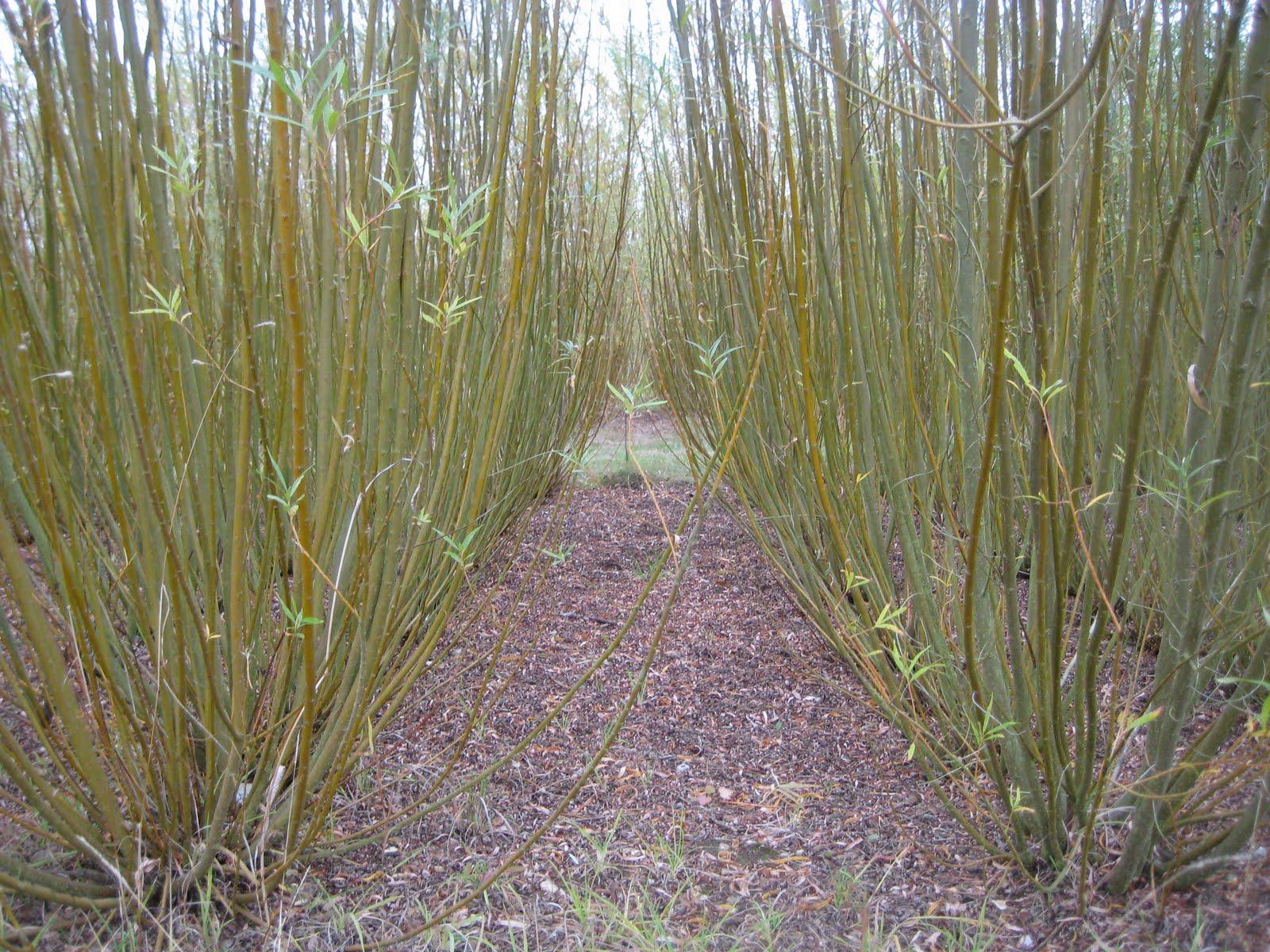 Biomass supplies