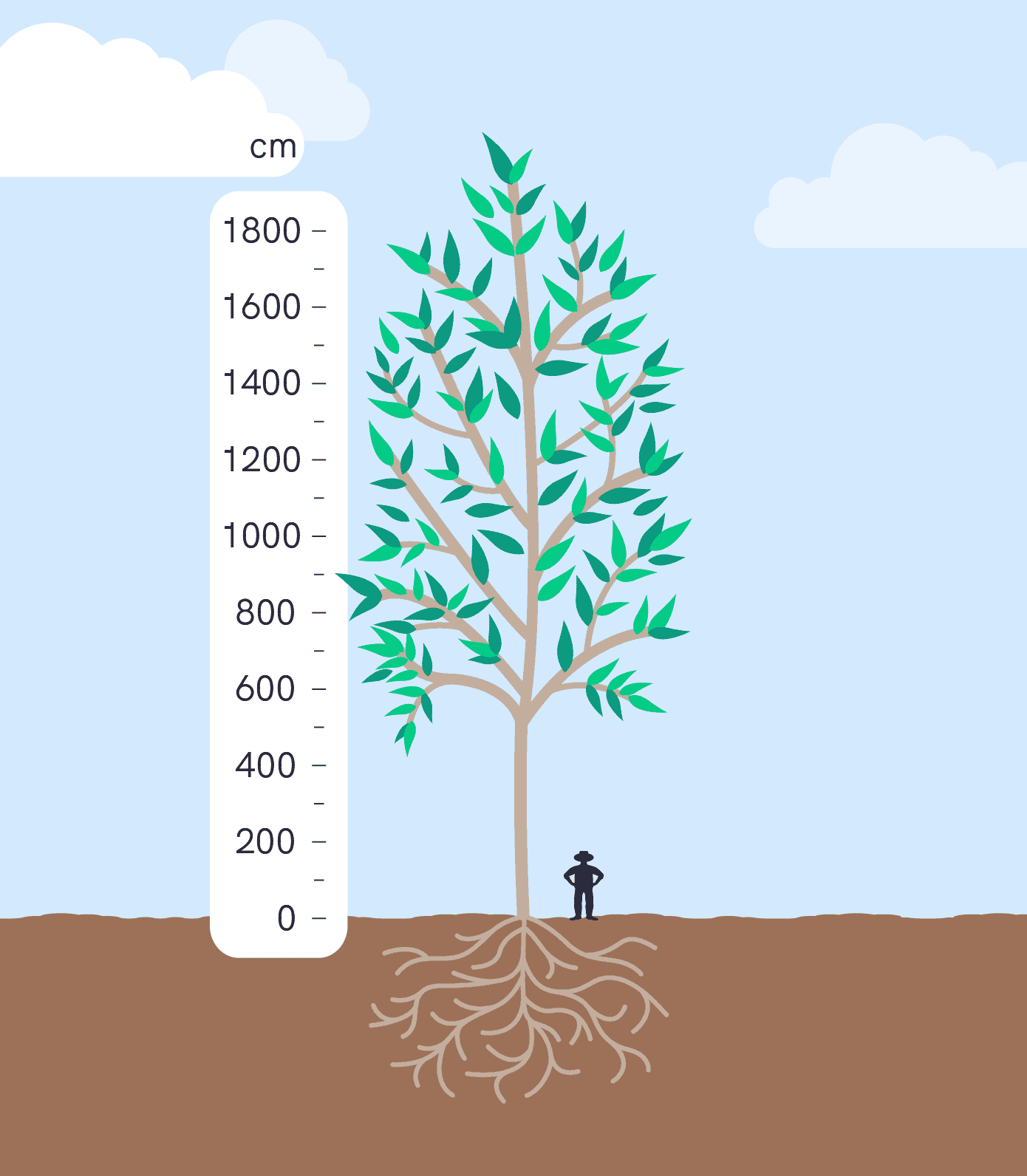 Eucalyptus relative height