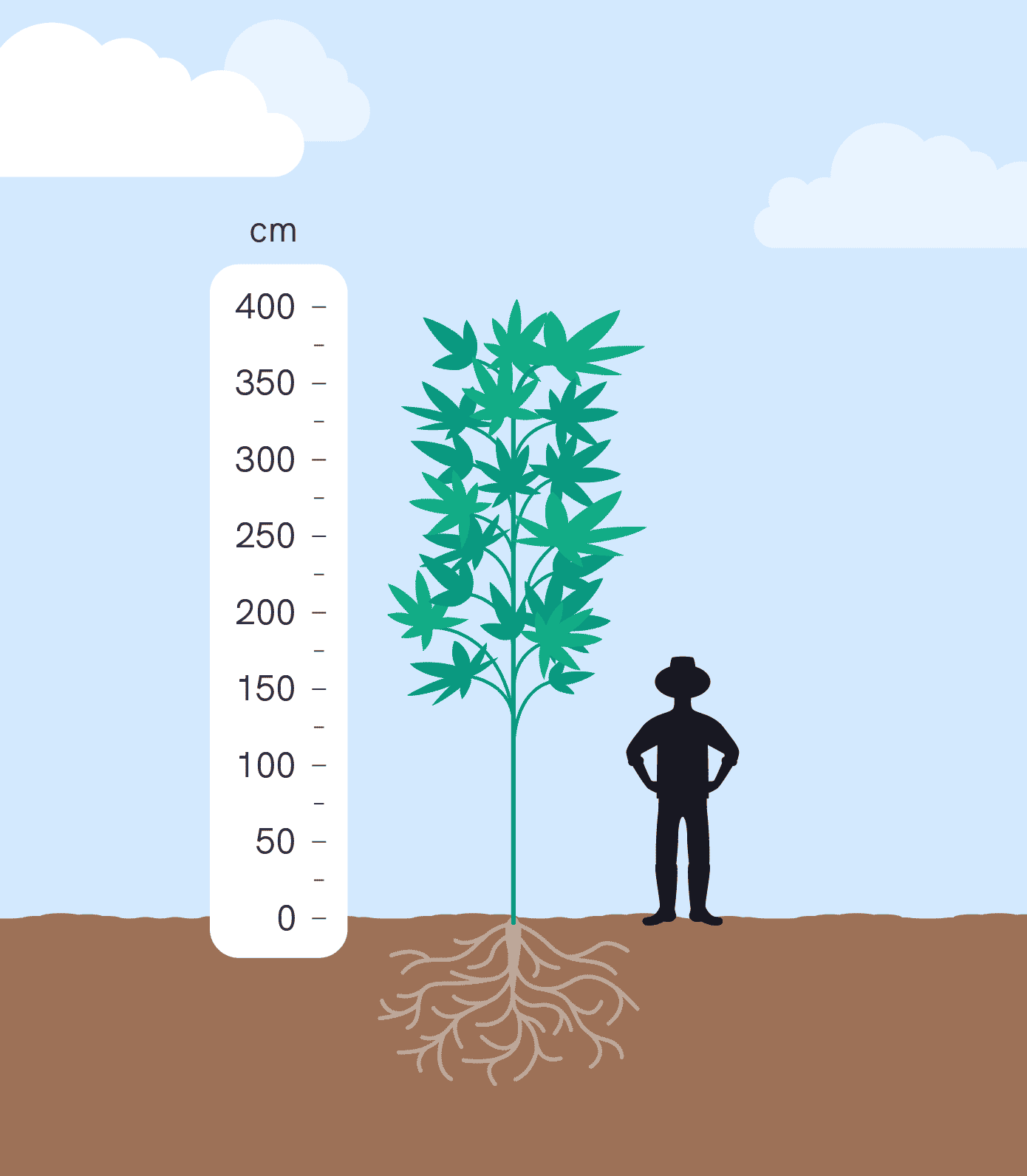 Hemp relative height