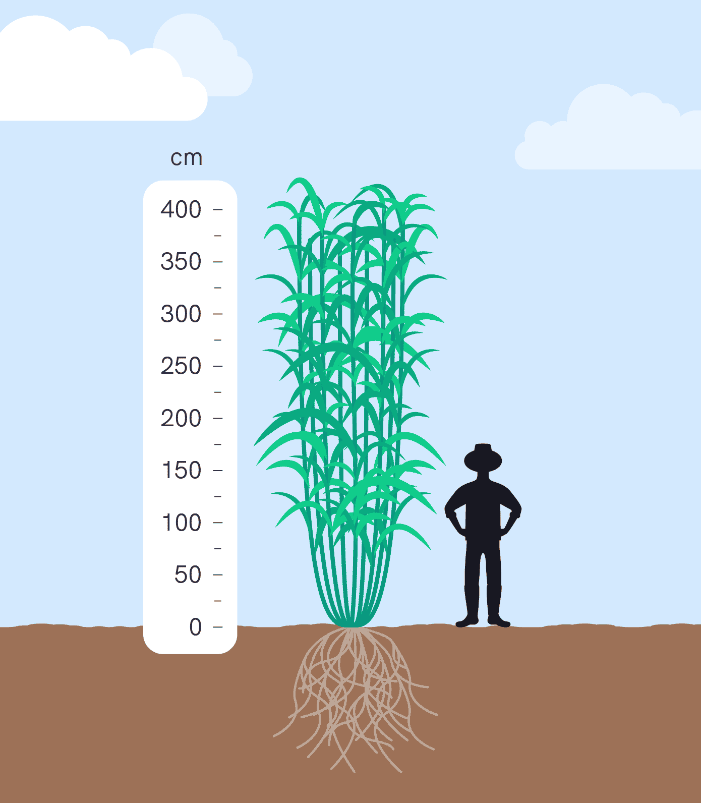 Miscanthus relative height