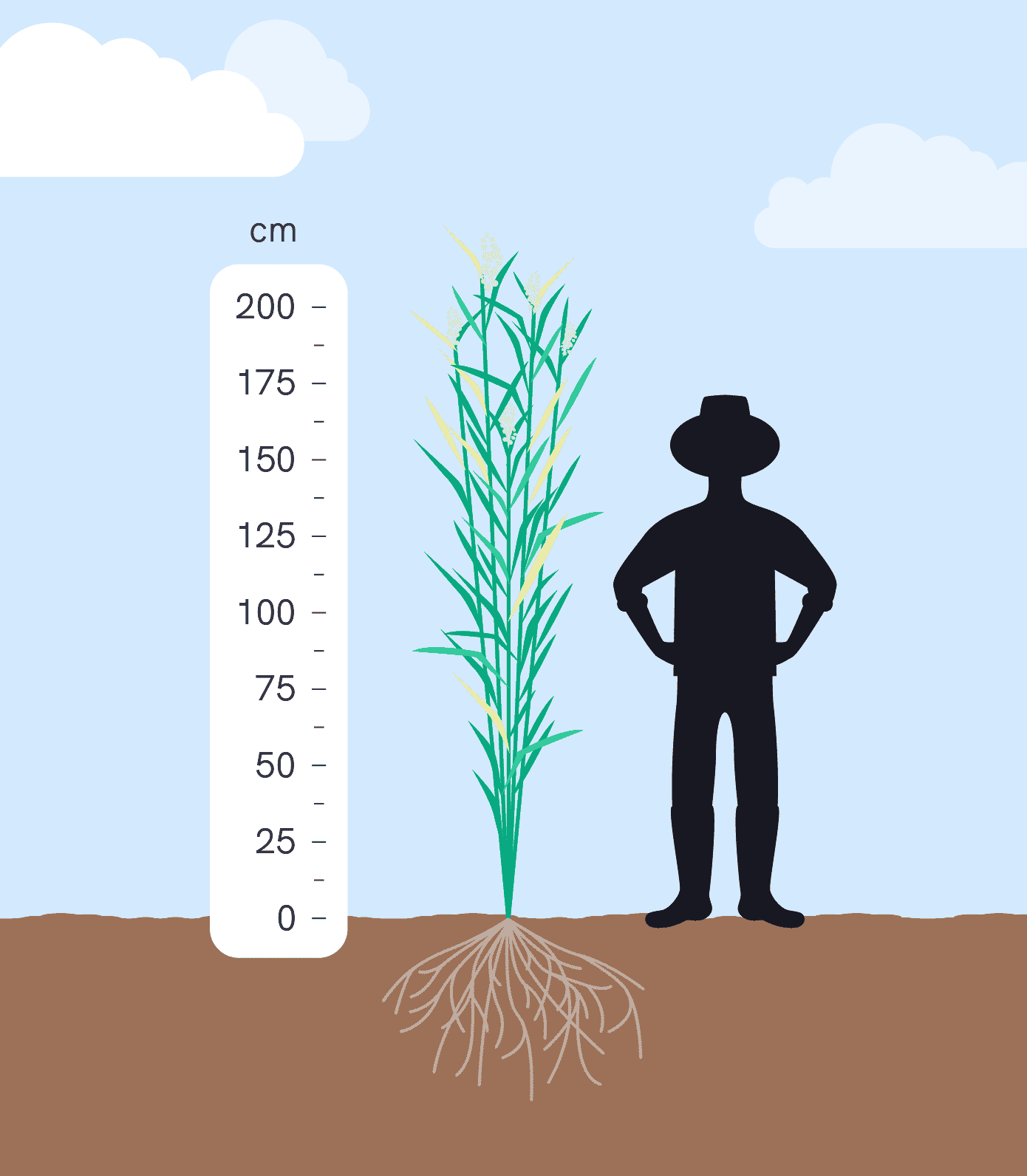 Reed Canary Grass relative height