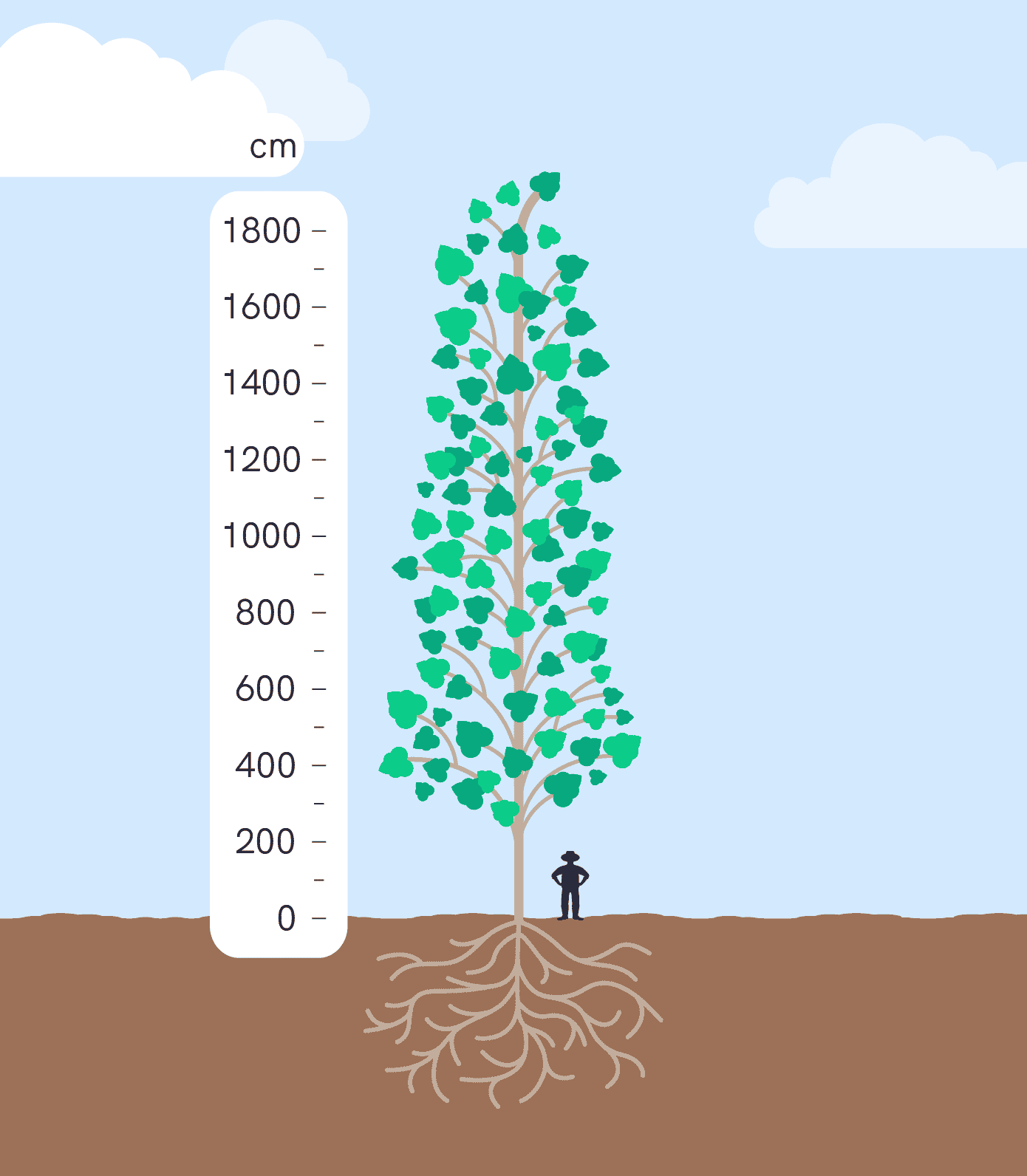 SRC Poplar relative height