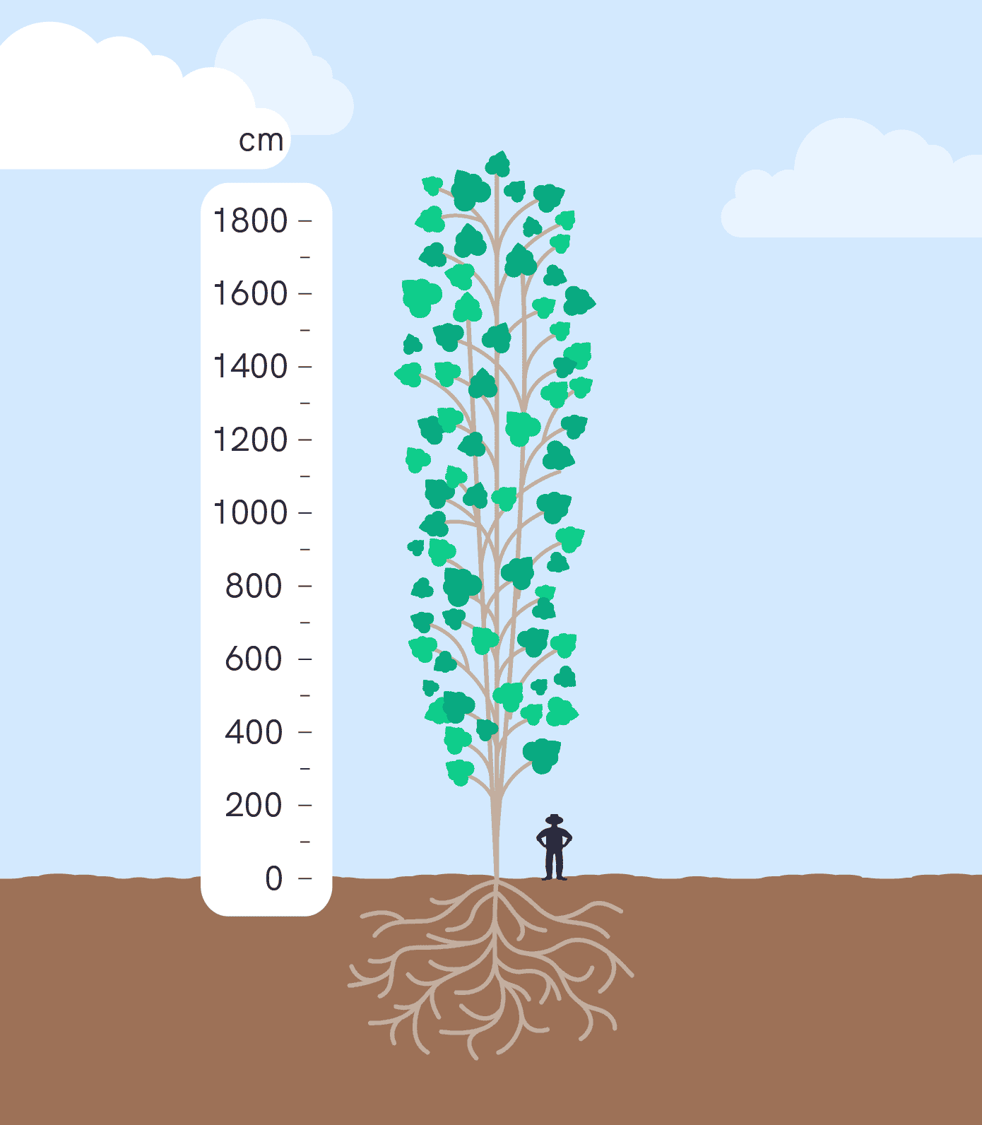 SRF Poplar relative height