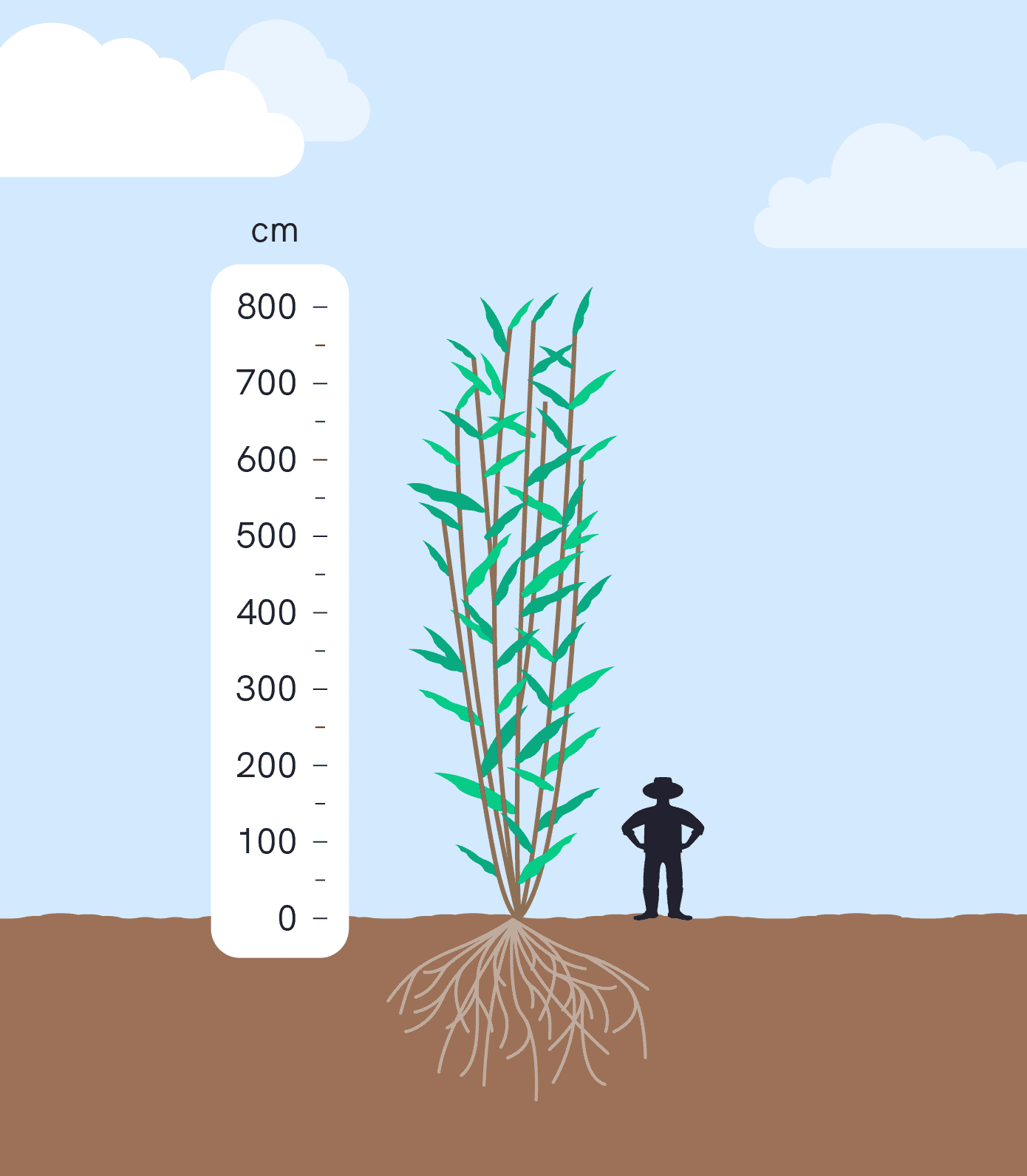 Willow relative height