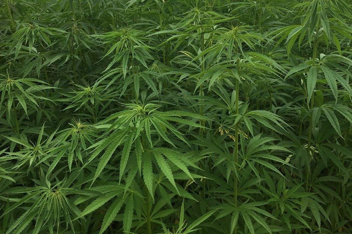 Hemp