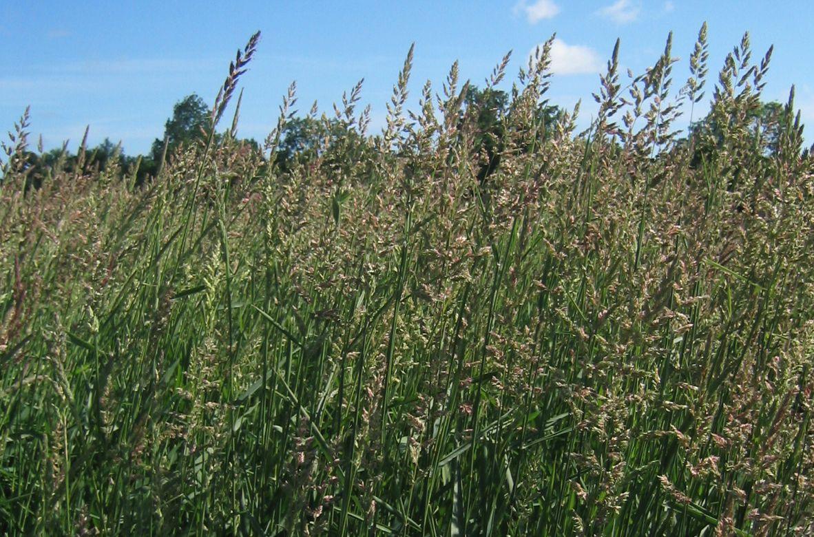 Reed canary grass