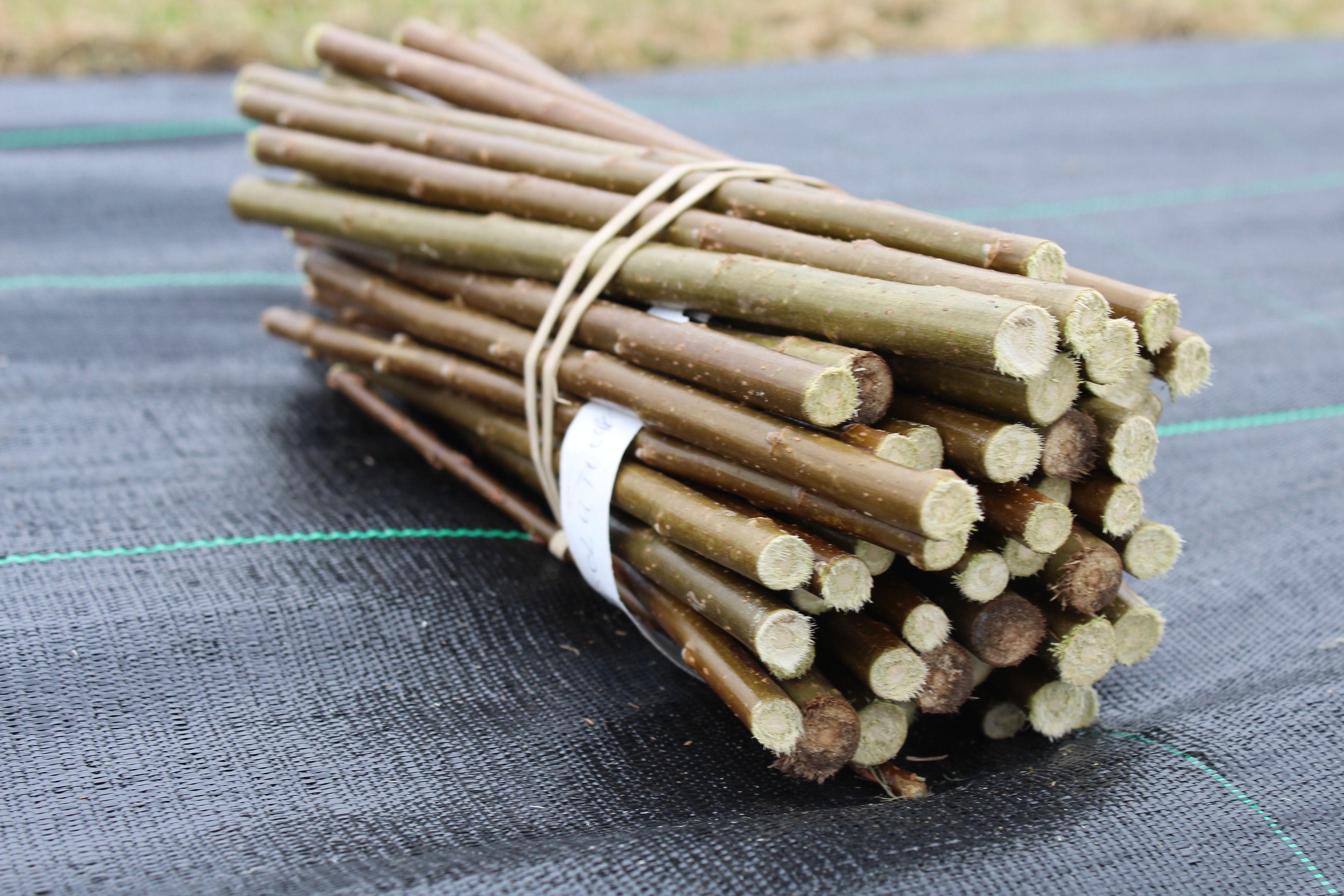 test willow planting supplies