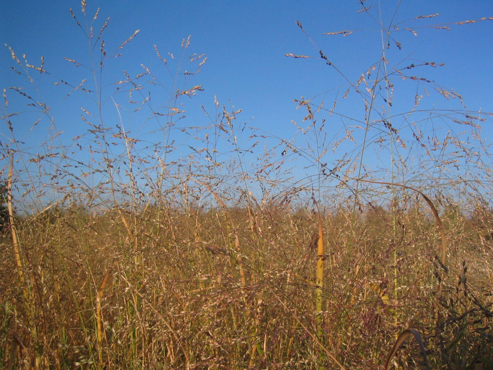 Switch grass