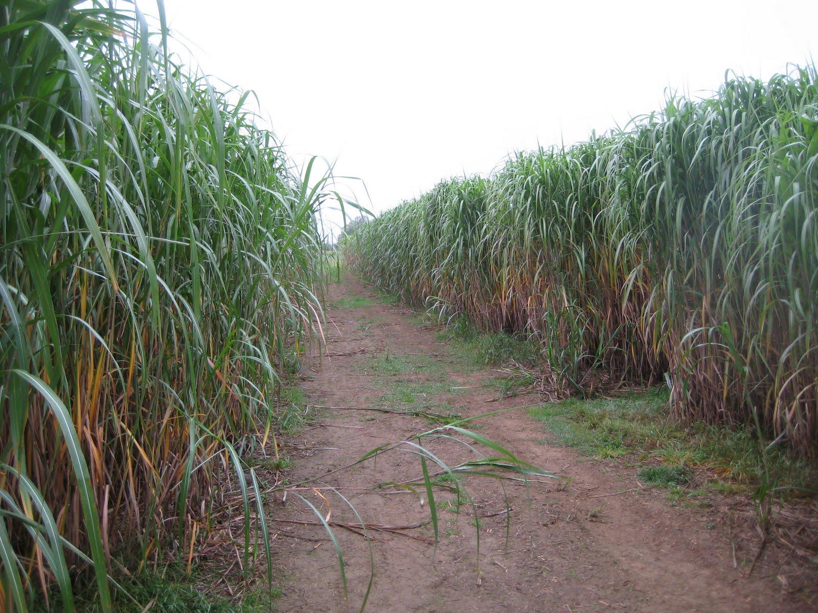 bio crop management