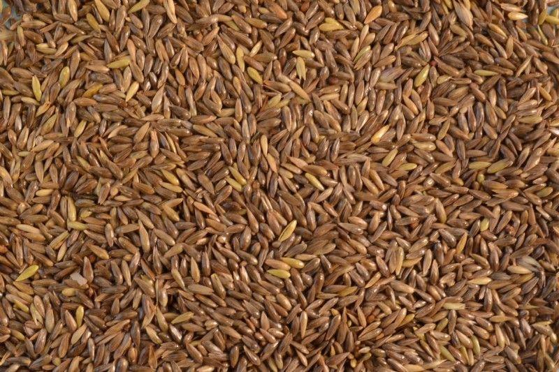 reed canary grass seed