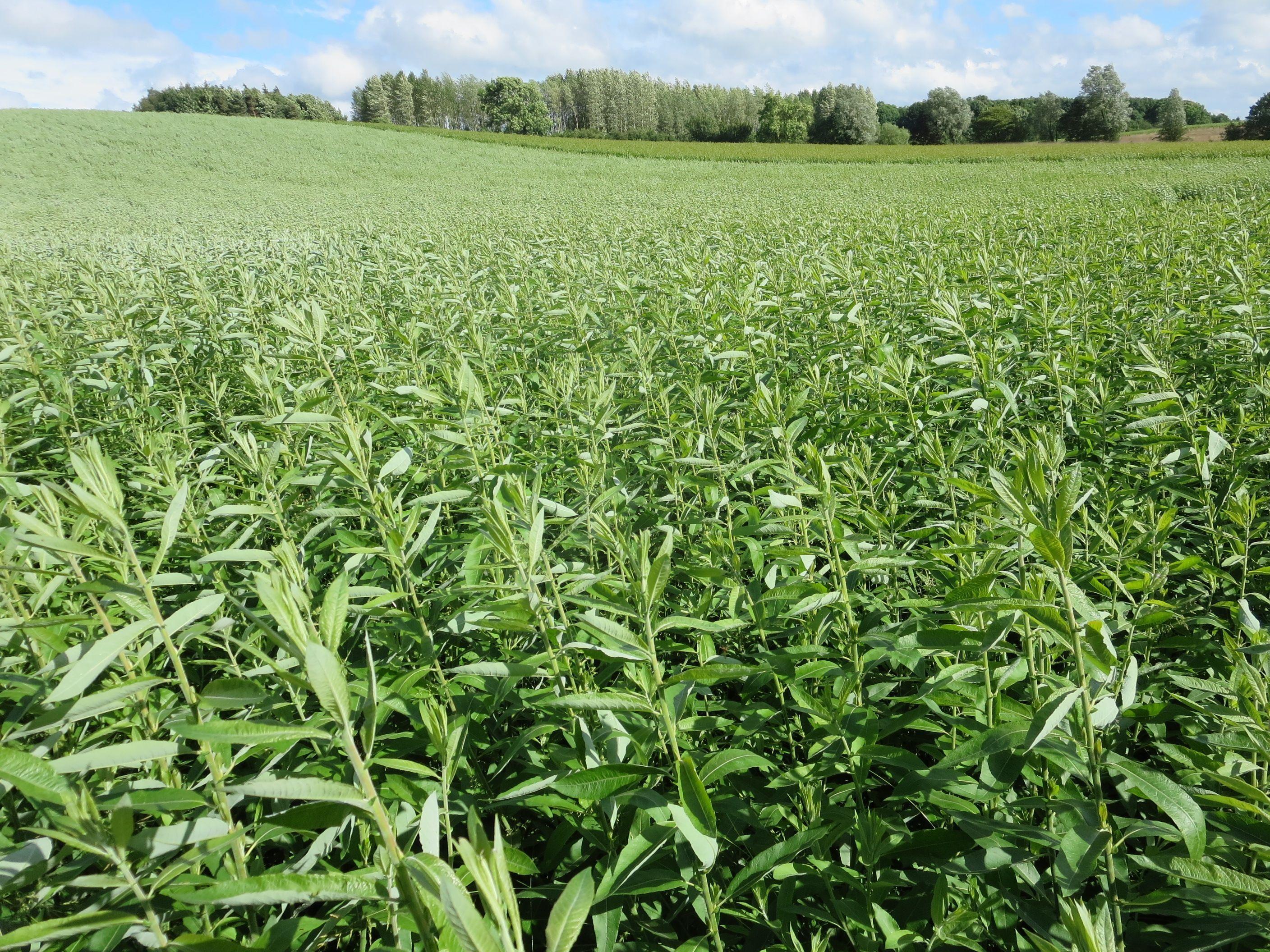 1_year_old_plantation_of_Endurance_2303f3e461