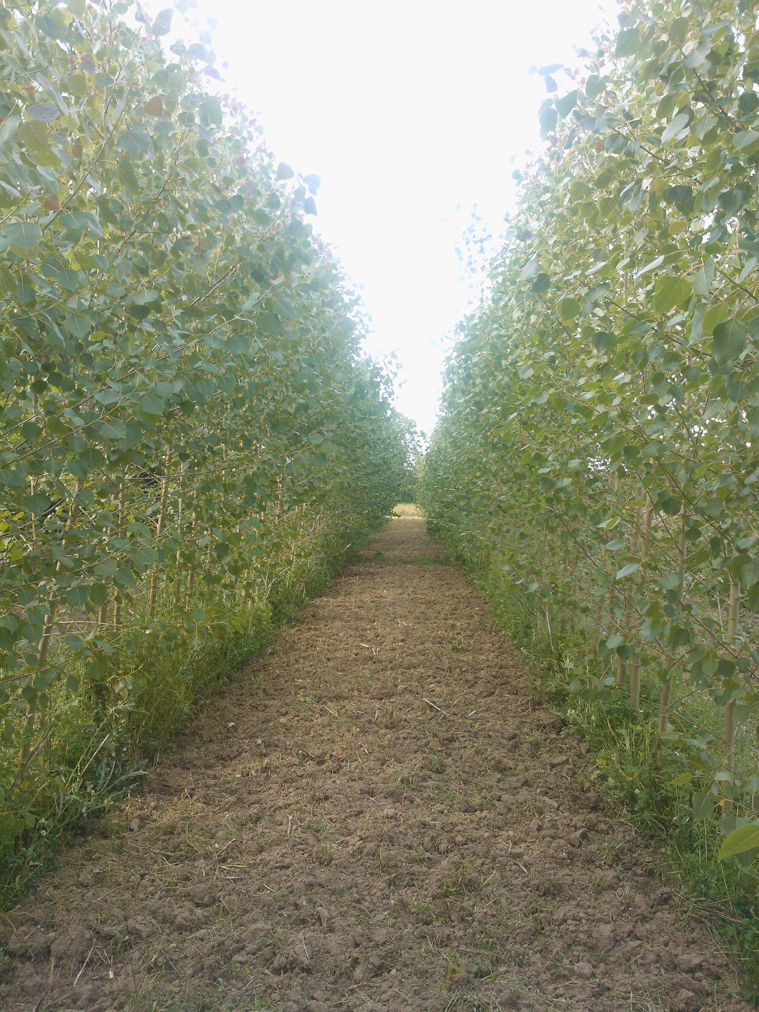 AF_18_poplar_clone_in_3rd_year_never_harvested_taken_Jul_2013_2_aa8139b792