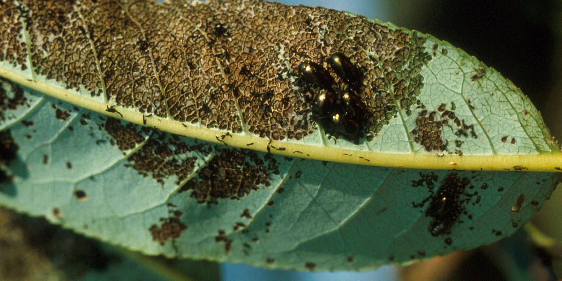 Damage on an SRC willow leaf caused by Chyrsomelid willow beetles