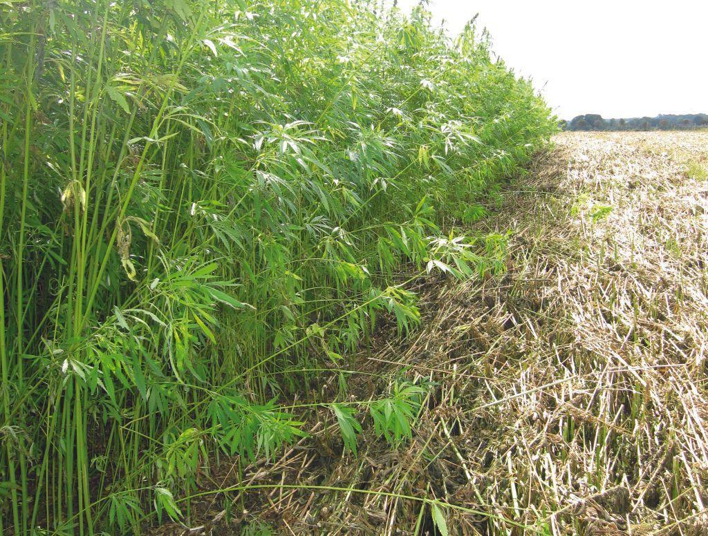Hemp-field pic courtesy of Harrison Spinks